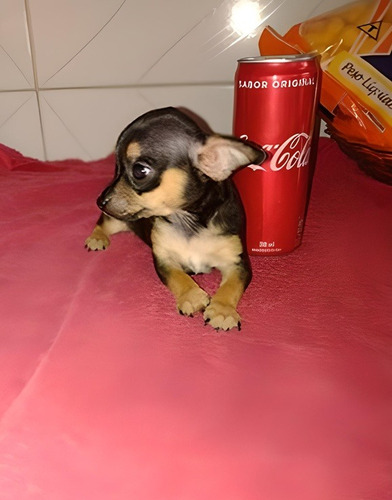 Cachorros Pinscher Mini