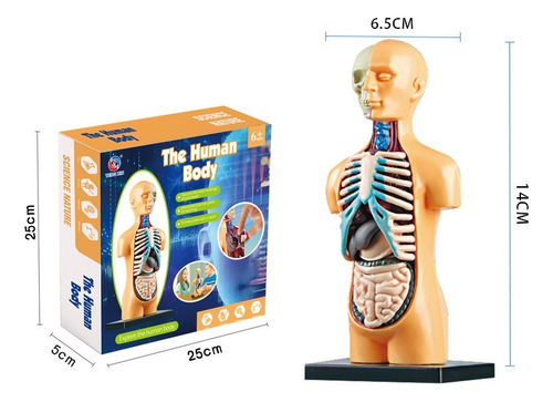 Modelo De Cuerpo De Torso Humano, Anatomía Anatómica,