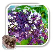 Comprar Bulbos De Oxalis (cupido Violeta) Import Holanda, Cant 4uni