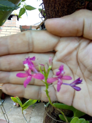 1 Muda Orquidea Epidendrum Rosa (mesma Muda Da Foto) | MercadoLivre