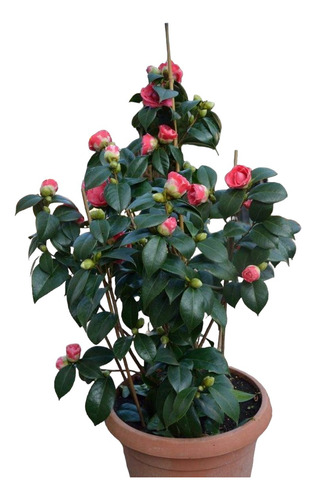 Camelia Japónica En Varios Colores 7 Lts - Naturaleza Activa