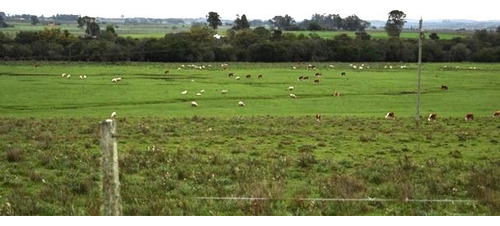 Campo Agrícola, Forestal, Ganadero, Estancia Completa