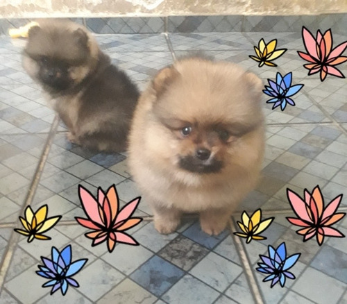 Machos De Spitz Alemão Anão