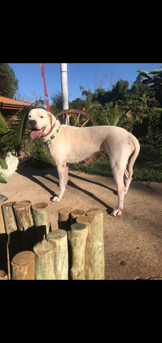 Dogo Argentino Padrao Cbkc