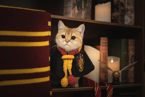 Disfraz Para Gato Aywvrbst, Cosplay, Talla S, 3 Piezas