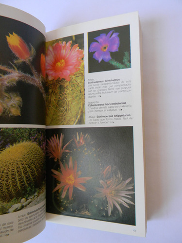 Guía Ilustrada Cactus Y Suculentas. P. Chapman - M. Martin (Usado)