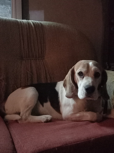 Se Ofrece Servicio De Macho Beagle