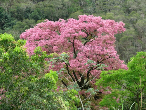 Muda Grande De Castanha Sapucaia Arvore Linda E Ornamental