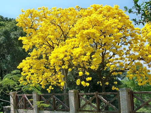 Jacaranda Amarillo