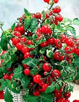 Comprar Semillas De Tomate Enano Bush, 20+ Semillas Para Cultivar