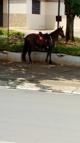 Egua Campolina ,baio ,com Registro ,macha Picada ,6 Anos 