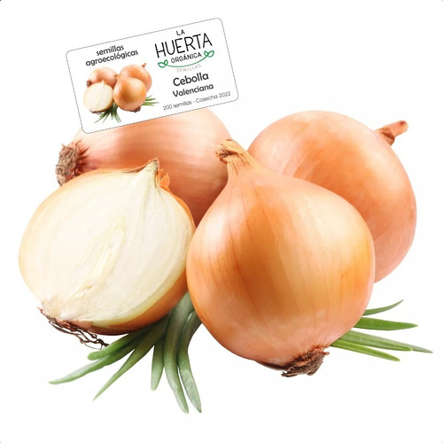 500 Semillas Premium Cebolla Valenciana | La Huerta Orgánica