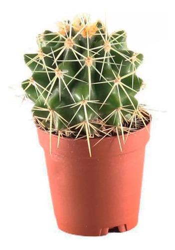 Kroenleinia Grusonii Cactus Biznaga Erizo Barril De Oro 10cm