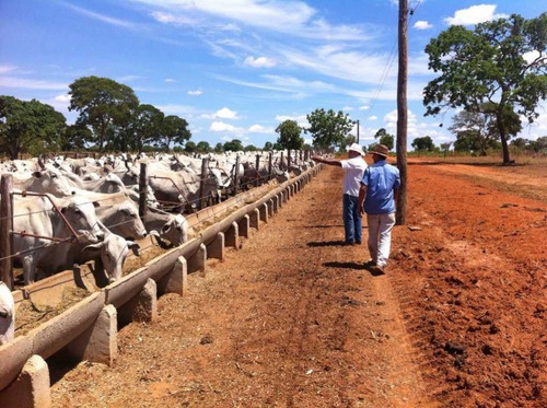 Fazenda De Gado Arinos Mg 2.250 Hectares 65.000,000,00 - 38491