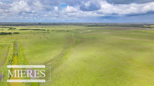 Campo En Rocha Ganadero Agrícola 125ha (ref: Atm-7988)