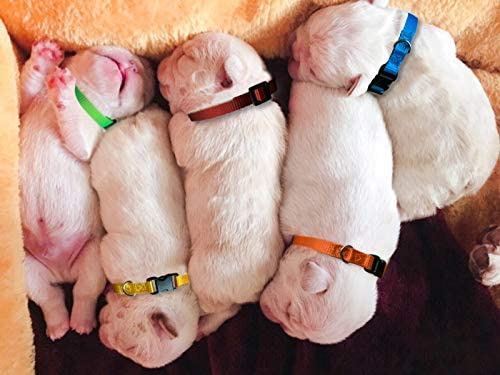 Collar De Identificación Para Cachorros: Collares Ajustables
