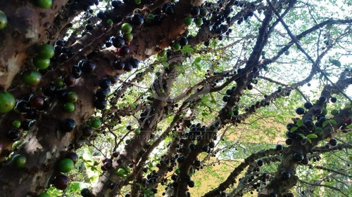 Chácara À Venda Em Chácara Primavera - Ch034315