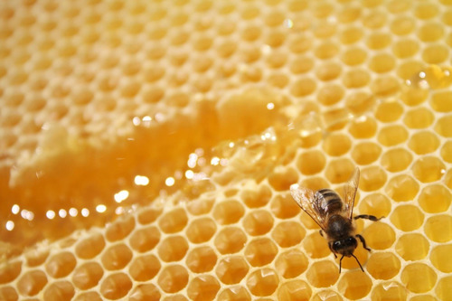 Miel De Abejas De Puerto Varas / 24 Potes / Envío Gratis