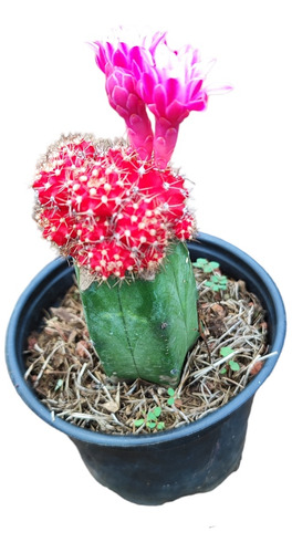 Cactus Gymnocalycium Mihanovichii. Injerto 