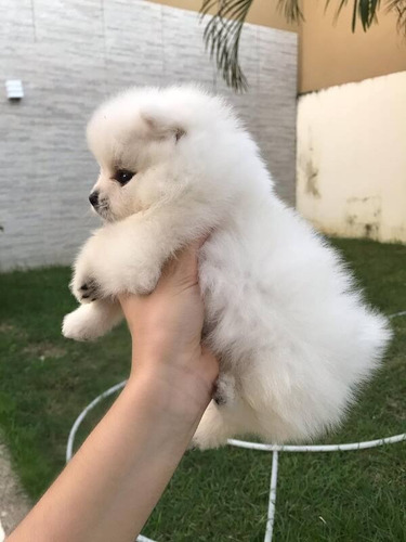 Filhotes De Spitz Alemão / Lulu Da Pomerânia Pedigree Cbkc