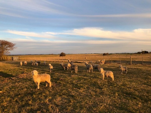 Imagen 15 de 30 de Excelente Chacra 3 Hectareas En Uruguay En El Departamento De Soriano, Permuta En Caba