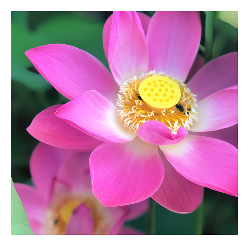 3 Sementes Nelumbo Nucifera Sagrada Flor De Lótus Rosa