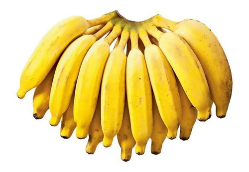 Kit 200 Mudas De Banana Maçã, Prata Ou Nanica + Manual