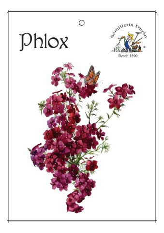 Semillas De Phlox