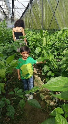 Imagen 8 de 9 de Salsa Habanera Verde La Perla De Los Rios Cont Neto 10pz