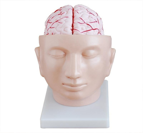 Modelo Anatômico 4d-anatomy Cérebro Desmontável