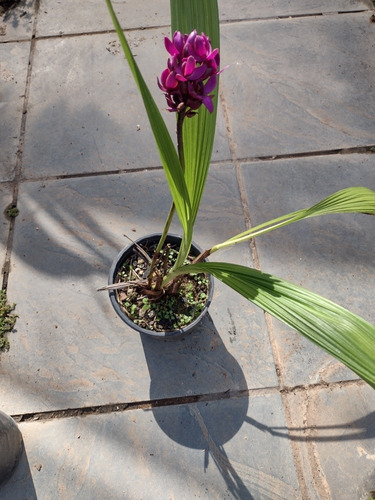 1 Muda De Orquídea Espécie ( Grapette). | Parcelamento sem juros