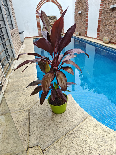 Cordyline Rubra Hermosas.villa Mitre.caba