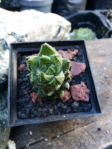 Haworthia Reinwardtii - Plántula 10cm - Cultivo En 3pulgadas