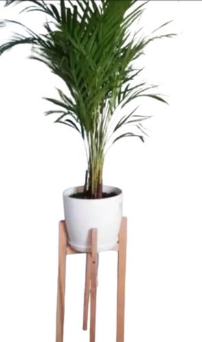 Planta Palmera Areca + Maceta N22 + Pie Nórdico N50