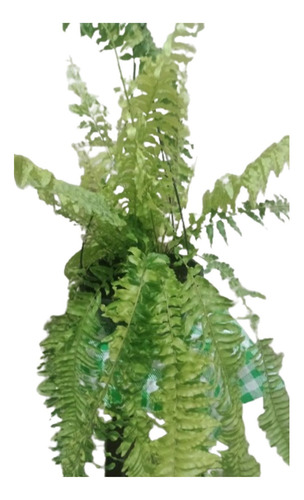 Samambaia Tigre Variegata + Brinde