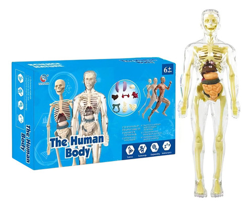 Modelo Corpo Humano Anatômico Esqueleto Orgãos Do Torço 1:6