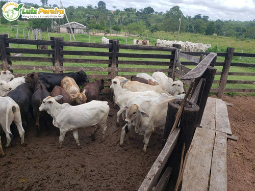 Imagem 3 de 15 de Fazenda À Venda Em Breu Branco - Pa 1.377 Hectares (dupla Aptidão) - 2271