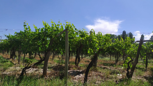Imagen 3 de 15 de 96 Has Viñedos Y Frutales En Medrano