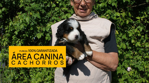 Boyero De Berna Cachorras Pureza Garan. Genetica 100% Pura
