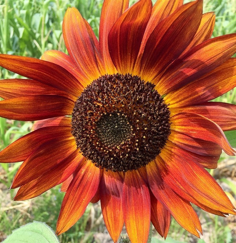 30 Semillas De Girasol Velvet Queen Autenticas Importadas