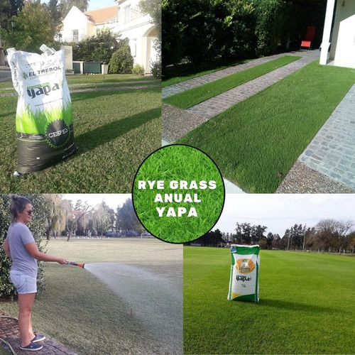 Cesped Calidad Superior Rye Grass Anual Yapa Bolsa X 5 Kgs
