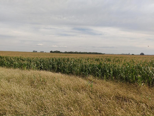 Imagen 5 de 10 de 122 Hectáreas Agrícolas Rincón - Rio Segundo