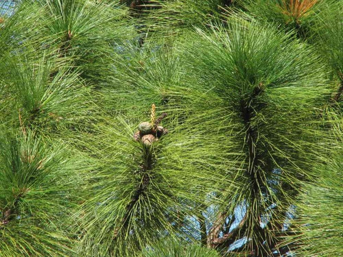 10 Gr. Semillas De Pinus Oocarpa - Pino Amarillo O Avellano