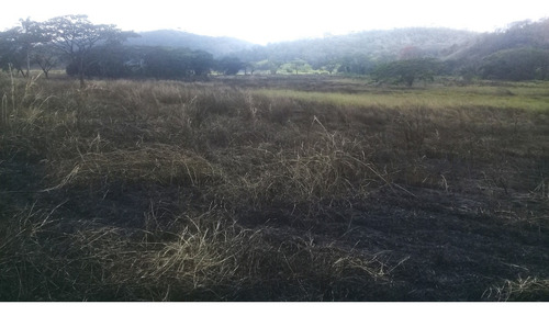 Finca 58h.a , 90% Plana ,con Bienhechurias, Agua, Propiedad Privada En Bejuma, Carabobo. Ag/ Bg