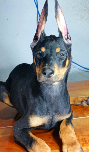 Doberman Cachorros Garantía Impresa De Salud Y Raza Golondrinos