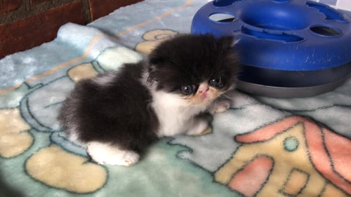 Gatos Persa Extremo Listos Para Entrega