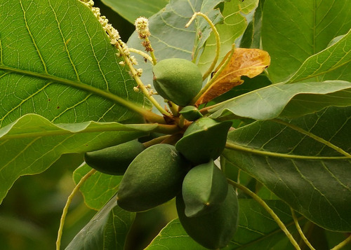 Almendro