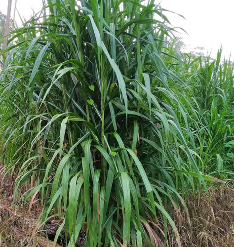 1 Kg Semillas De Pasto Cuba 22, Ganadera, Super Crecimiento 