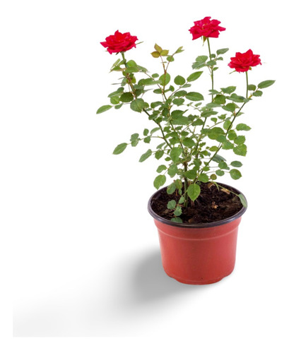Planta Plantar Una Rosa Cortada