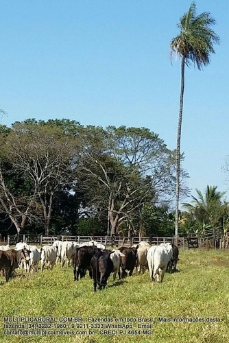 Imagem 4 de 15 de Fazenda Uberlândia Mg Para Pecuária Ou Soja, Milho 82,03 Hectares - 358